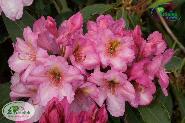Rhododendron Duke of York